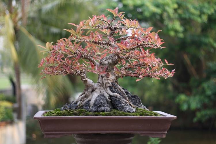 75 of the Best Flowering Bonsai Tree Ideas