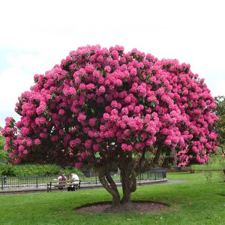 75 of the Best Flowering Bonsai Tree Ideas