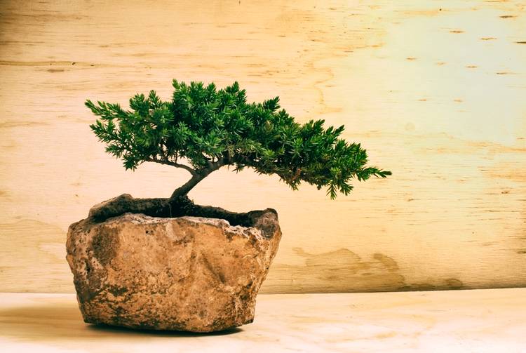 shimpaku juniper bonsai Shimpaku Juniper main image 1