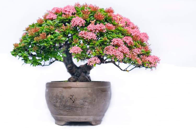 coleus bonsai 15 colors 100pcs beautiful begonia flower bonsai potted flowers bonsai –  Rob Teeth main image 1