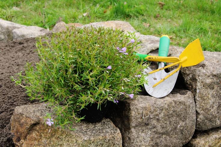 shrub planting on a rock garden