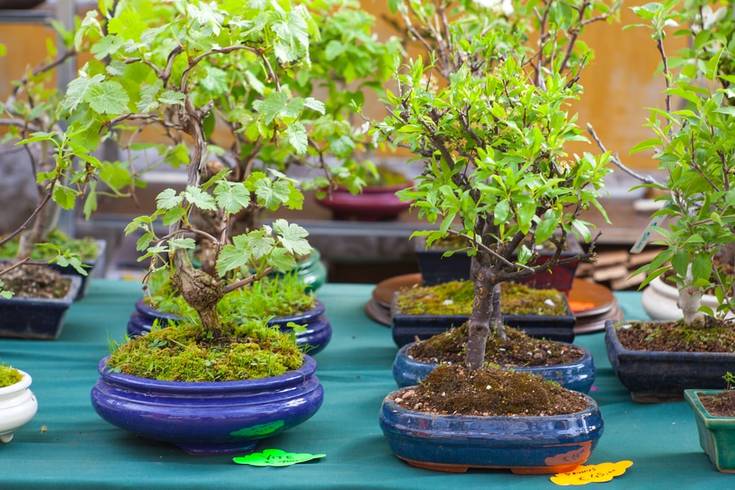 lego tree bonsai LEGO Mini Bonsai Trees