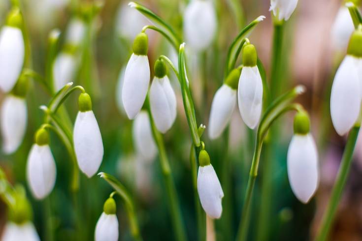 Everything You Need to Know About Early Blooming Flowers: Types, Tips ...