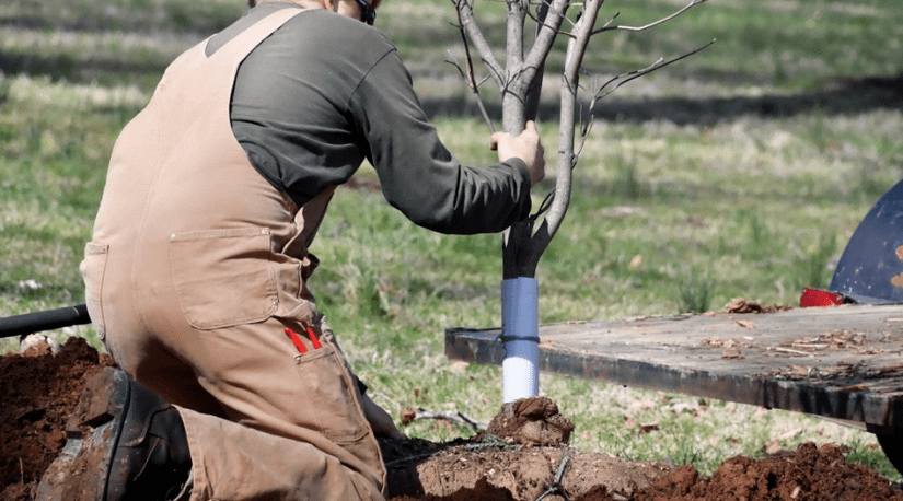 A Gardener's Guide to What to Plant (and Harvest) this Fall