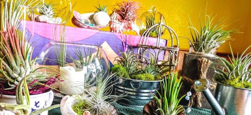 How to Grow and Care for Air Plants