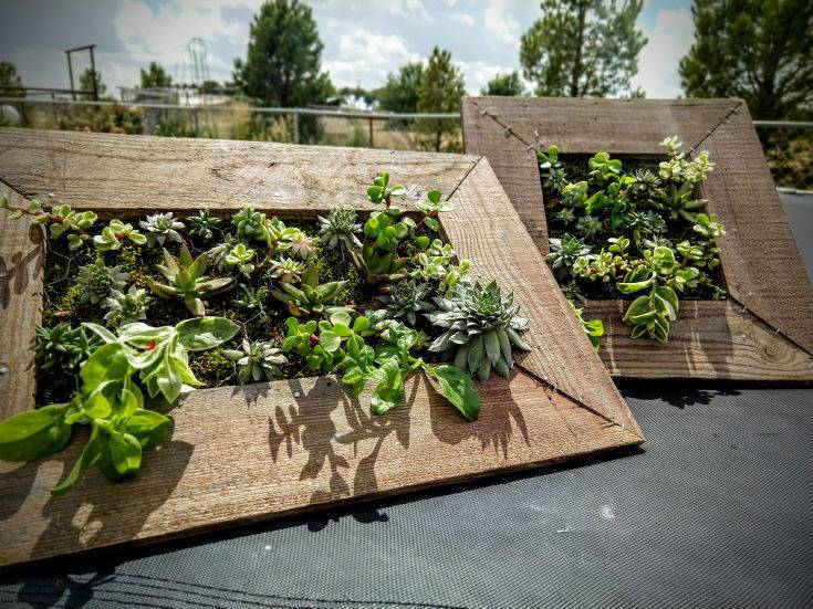 How to Make a Living Succulent Picture