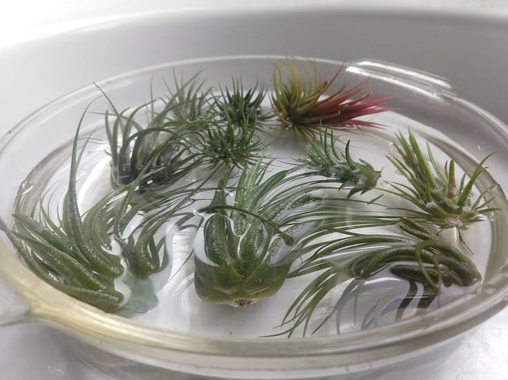 How to Grow and Care for Air Plants