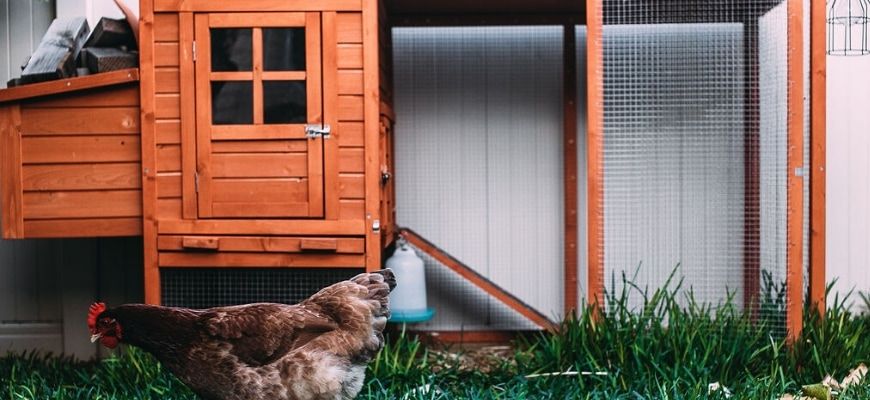 why-does-a-chicken-coop-have-2-doors.jpg