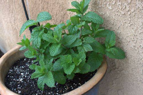 How to Grow Mint at Home