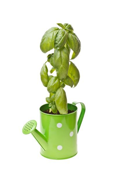 basil growing in a watering can