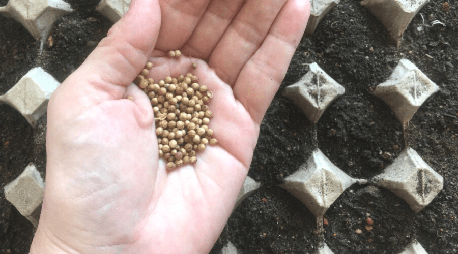 How to Grow Coriander: Cilantro's Satisfying Seeds