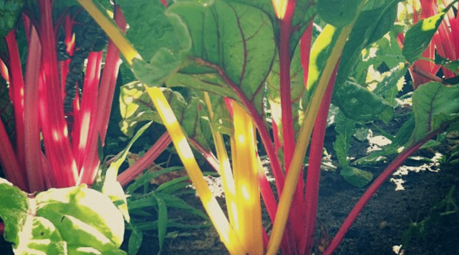 Where to Buy Vegetable Seeds Online: 7 Trusted Sources for All Your Garden's  Seeds
