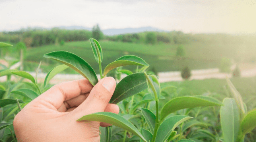 Guide to Growing Tea at Home for Black, Green, White, and Oolong Tea