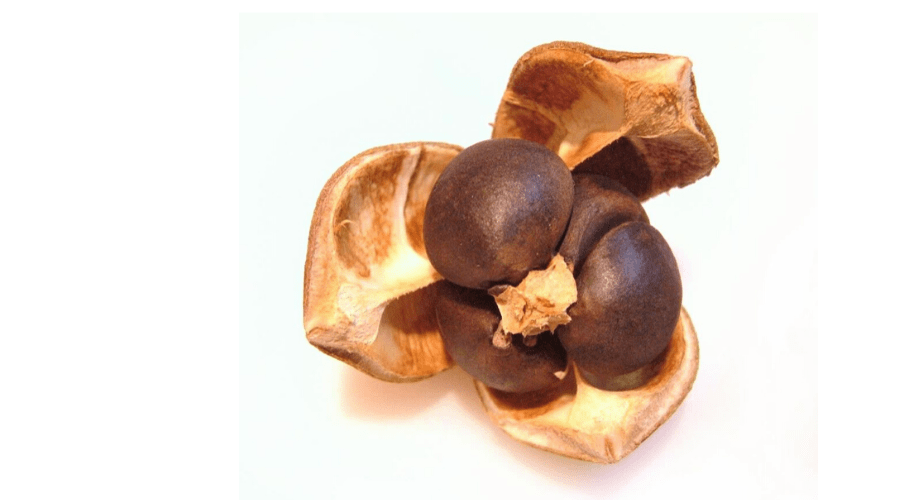 Camellia Sinensis  The Ultimate Guide to Green Tea Plant Seeds