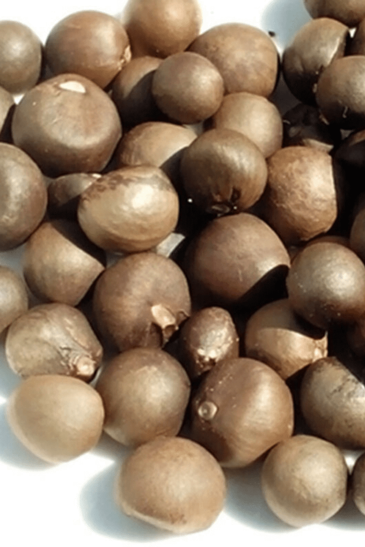 Camellia Sinensis  The Ultimate Guide to Green Tea Plant Seeds