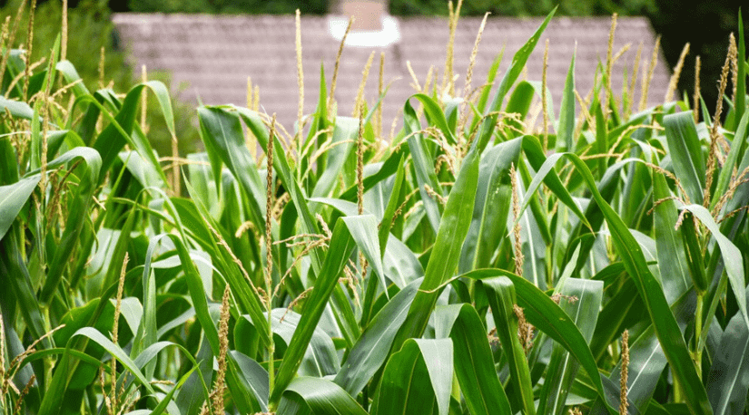 The Complete Guide to Planting, Growing and Harvesting Corn