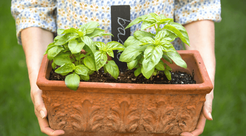 succulents for terrarium Succulent Planting main image 0