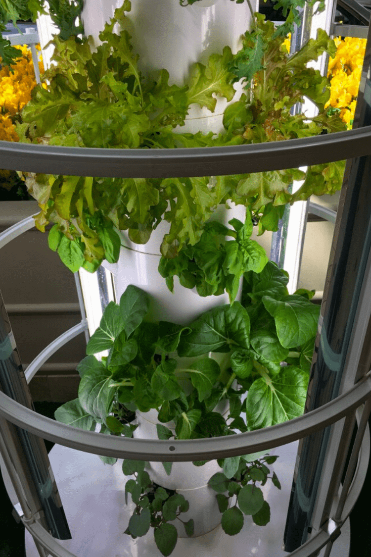 How to Grow Lettuce Indoors: A Complete Guide to Growing Your Own Greens