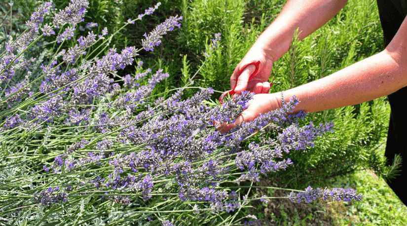 How to Grow Lavender: The Ultimate Guide on Growing Lavender