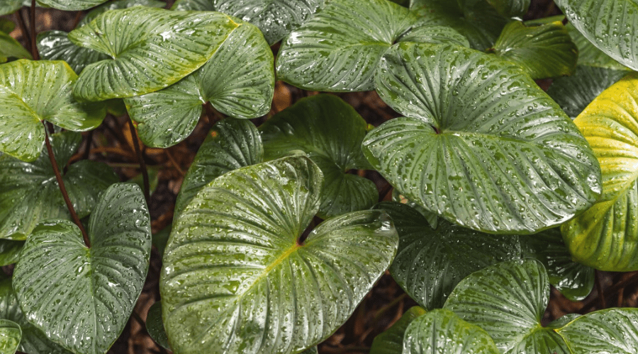 How to Care for Any Philodendron Plant from Brasil to Xanadu