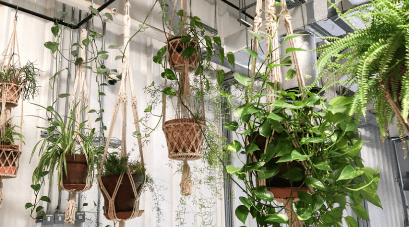 20 Fun and Interesting Ways to Display Your Houseplants