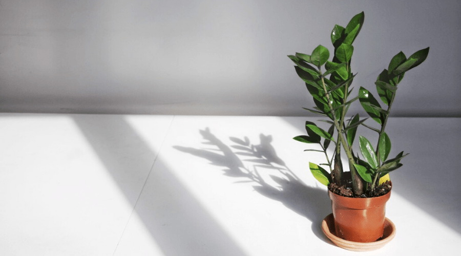 ZZ Plant Guide: How to Take Care of a ZZ Plant