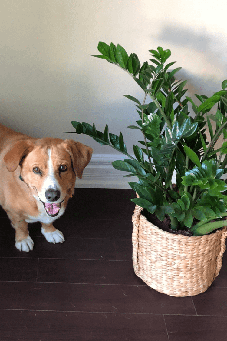 ZZ Plant Guide: How to Take Care of a ZZ Plant