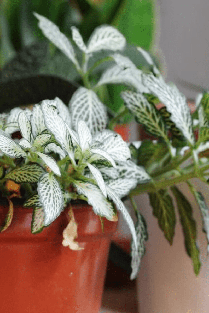 healthy fittonia white nerve plants in pots indoors thriving houseplants