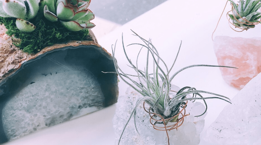 The 18 Absolute Best Ways to Display Your Air Plants