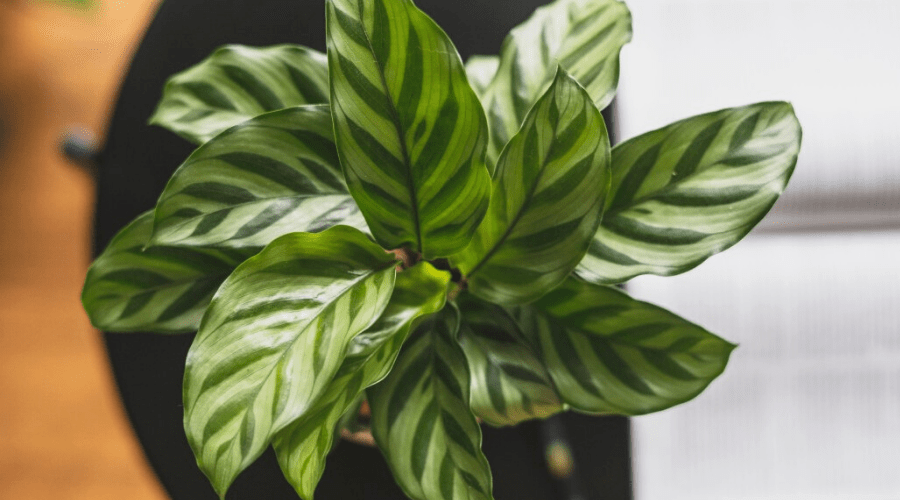 Calathea Guide: How to Care for Your Calathea Plant