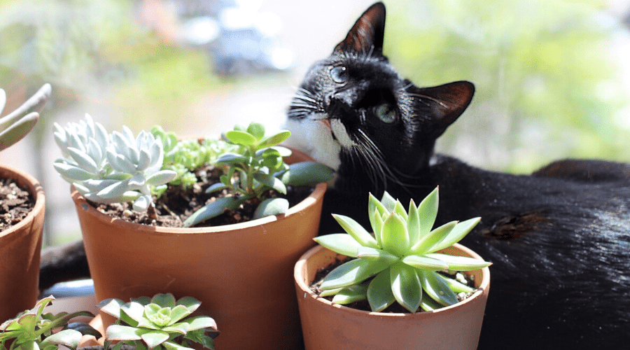 Are Succulents Poisonous to Cats?