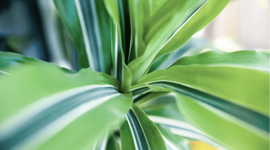 künstliche palme outdoor 2m Kunstpalme 180 cm schnell günstig online kaufen