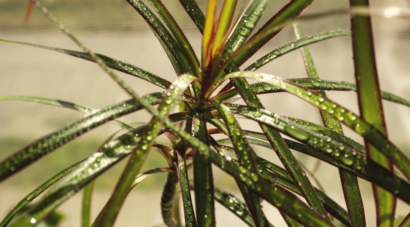 Dracaena Guide: How to Care for a Dragon Tree Indoors