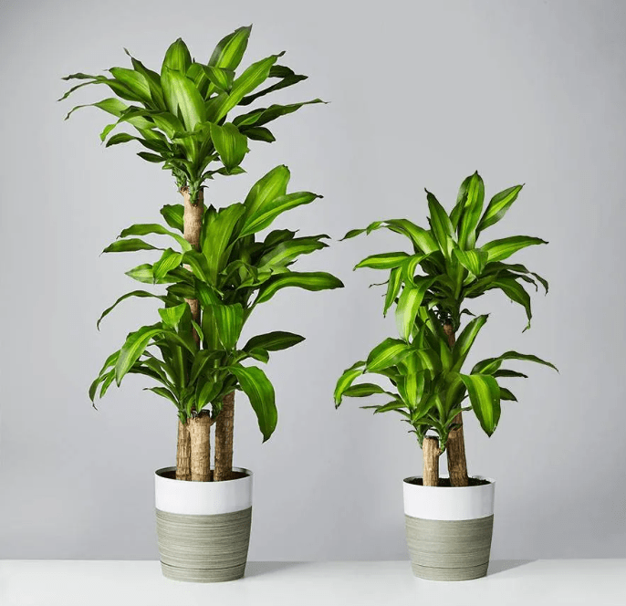Dracaena Guide: How to Care for a Dragon Tree Indoors