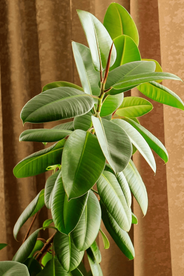 whale fin snake plant Sansevieria masoniana 'Whale Fin' main image 1
