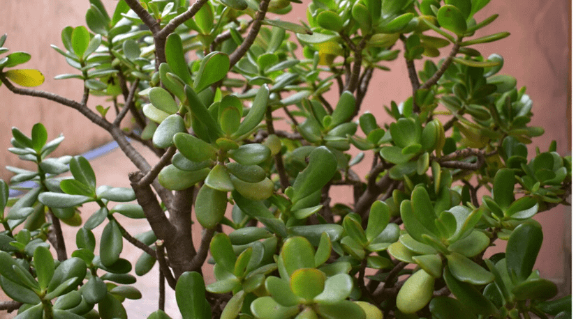 bird's nest snake plant jewel of india Snake Plant – Bird's Nest | Low Maintenance Air-Purifying Plant main image 1