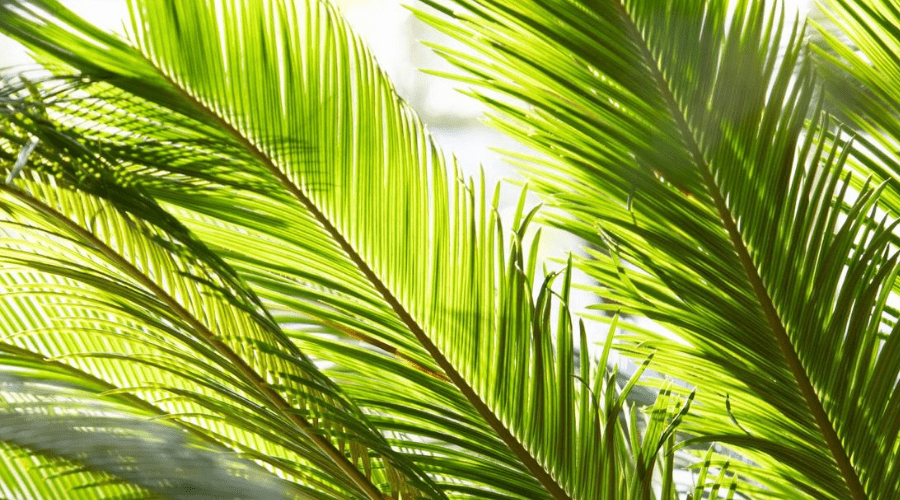 monstera ginny Monstera Ginny Hanging Basket - Live Plant in a 6 Inch Hanging Pot