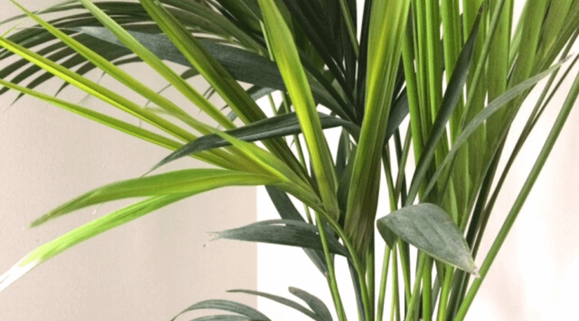 monstera nur in wasser Monstera Monkey Mask in Glas kaufen? | Bo Kito