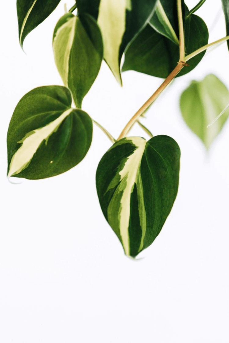 chinse money plant Variegated Chinese Money Plant ‘White Splash’ For Sale main image 1