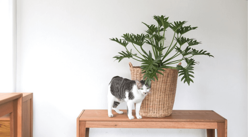 tiki cat succulent chicken Tiki Cat Succulent Chicken & Egg main image 0