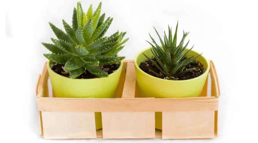 House Plant Shopping: The Best Online Retailers for Indoor Gardeners