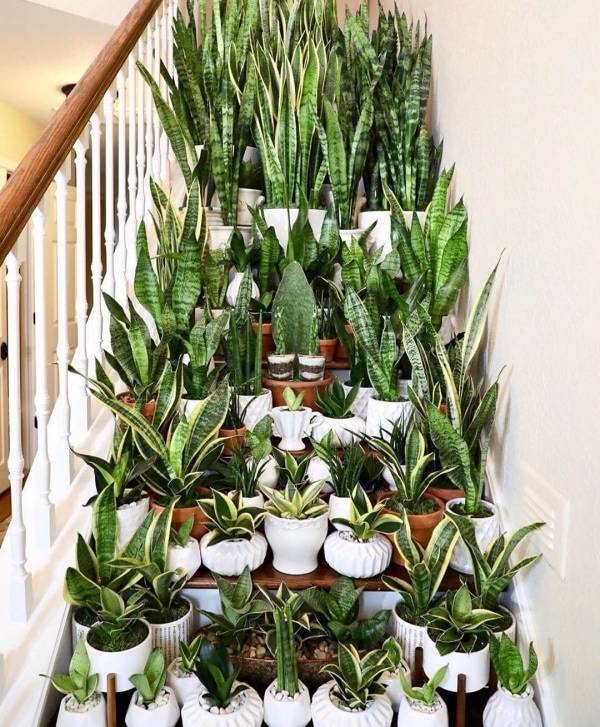 Snake Plant Guide: How to Care for a Sansevieria Houseplant