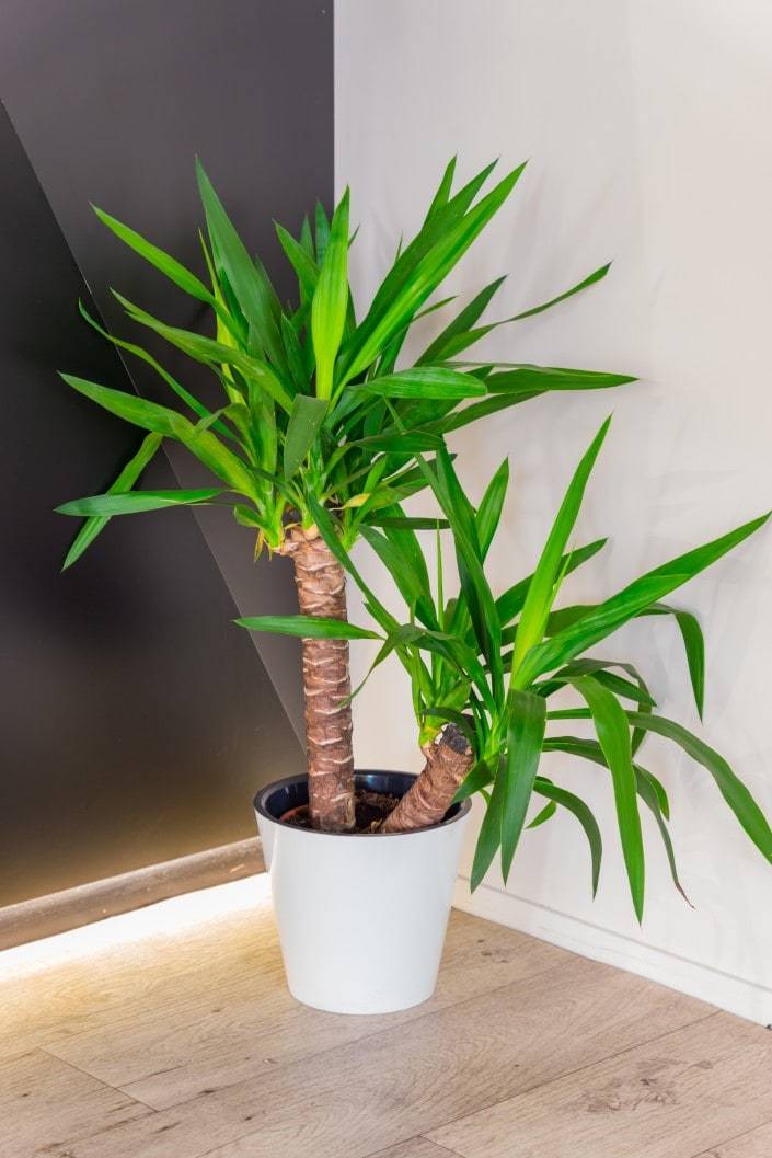 Dracaena Guide: How to Care for a Dragon Tree Indoors