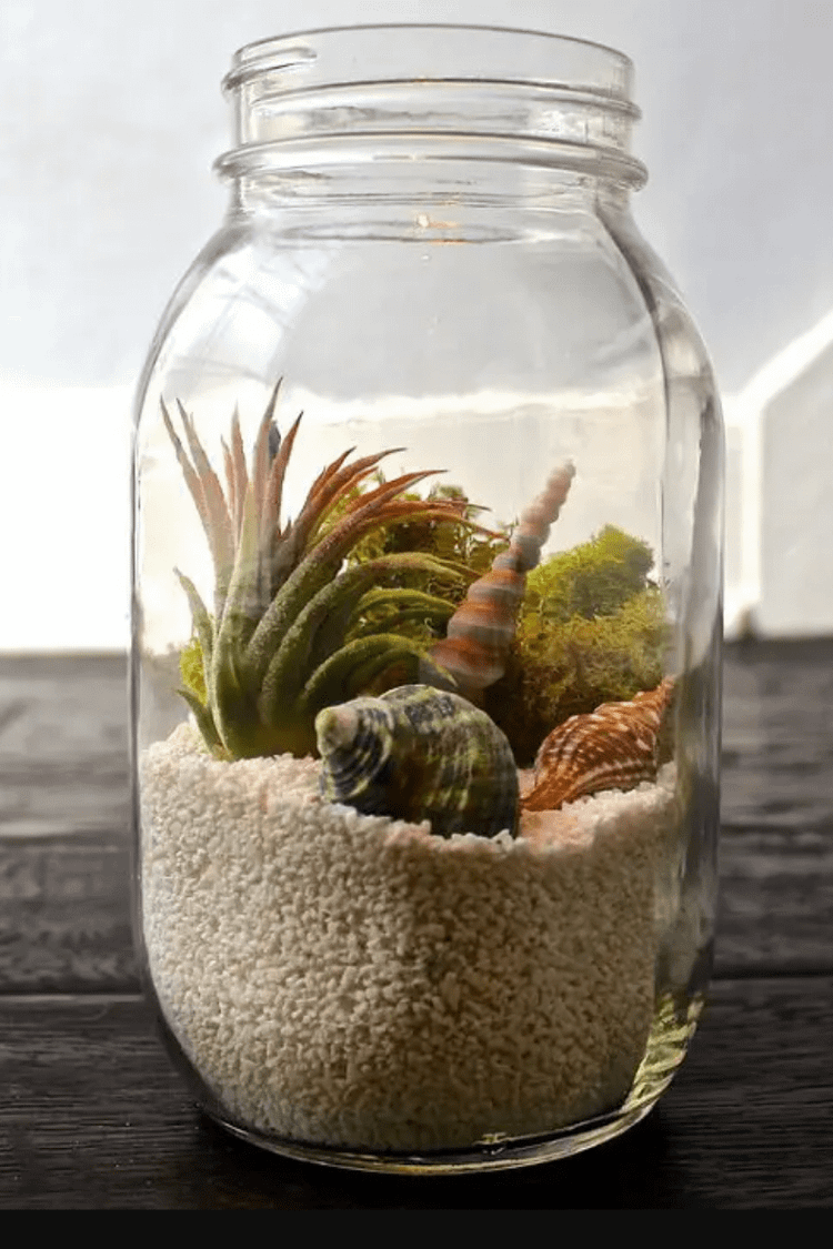 The 18 Absolute Best Ways to Display Your Air Plants