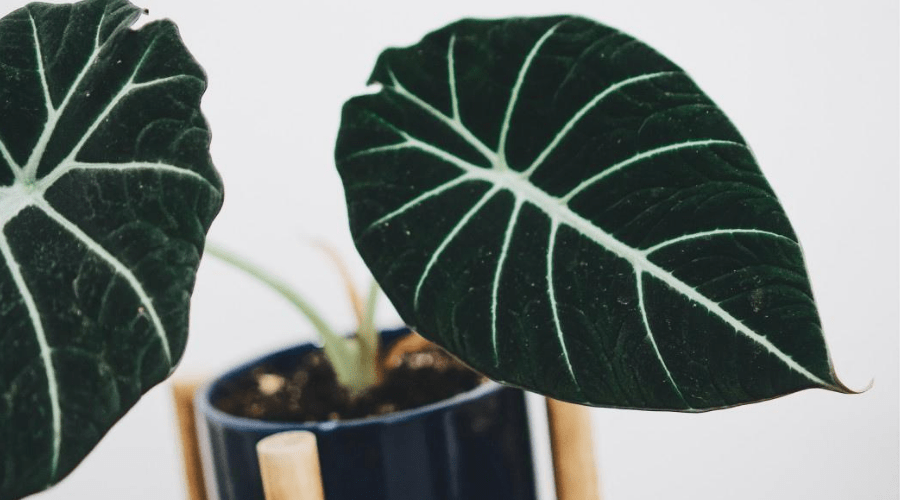 money plant in home depot Money Tree for Sale