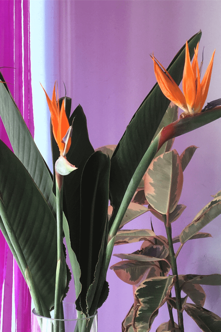 money tree potting soil Money Tree 'Guiana Chestnut' Pachira Braid | Indoor Plant | Tropical Plant  | Potted Plant