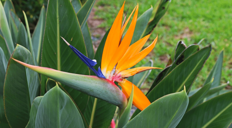 Bird of Paradise Guide: How to Care for a Bird of Paradise Plant