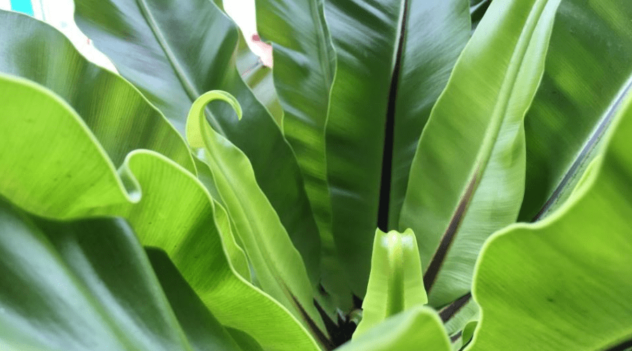 Bird's Nest Fern Guide: How to Care for an Asplenium Nidus Plant Indoors