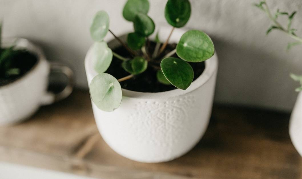 Pilea Peperomioides Guide: How to Care for a Chinese Money Plant