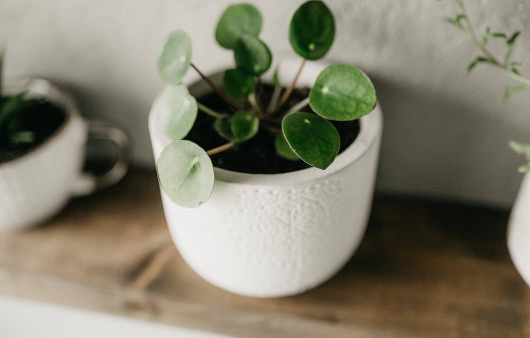 angel plants Biblical Angel Vine